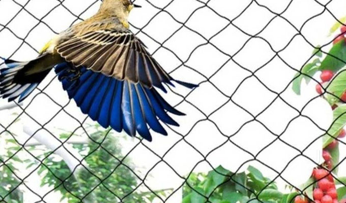 Anti bird nets in Nallagandla