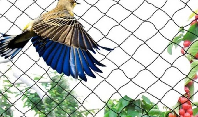 Anti bird nets in Kothapet